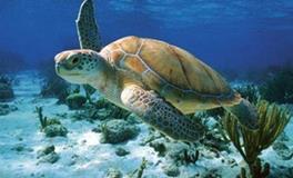 金牛座代表的动物