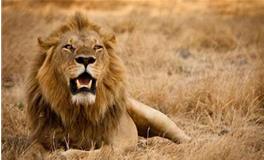 十二星座代表的动物