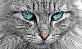 孕妇梦见猫预示着什么