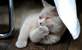 女人梦见猫是什么意思