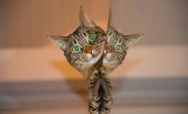 梦见很多猫预示着什么