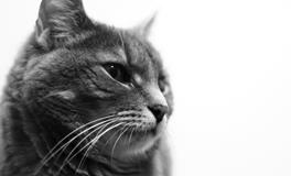 女人梦见一群猫