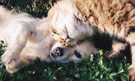 男人梦见猫好不好