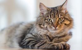 梦见喂猫吃东西