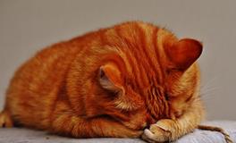 怀孕梦到猫是什么意思