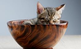 孕妇梦见猫咬自己是什么意思