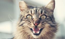 梦见怀里抱着猫