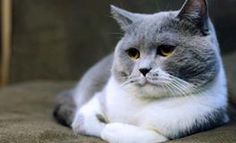 孕妇梦到几只猫