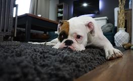 孕妇梦到好多大狗小狗