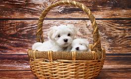 孕期经常梦到狗