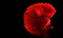 梦见别人头流血