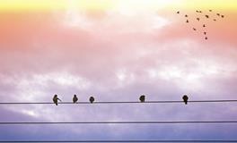 女人梦见老鼠什么征兆