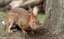 十二生肖兔的歇后语