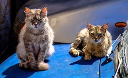 梦见被老鼠咬脚