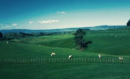 梦见老鼠咬我手