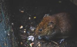 梦见很多死老鼠