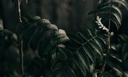 女人梦见自己踩死老鼠