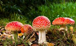 梦见老鼠洞什么征兆