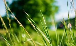 梦见蛇吃老鼠是什么意思