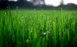 梦见家里有老鼠洞