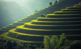 孕妇梦到2只老鼠