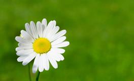 梦见死人从棺材里掉出来