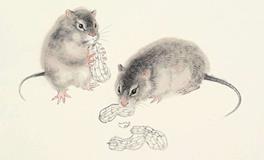 属鼠2020年运势及运程 属鼠人2020年本命年全年运势