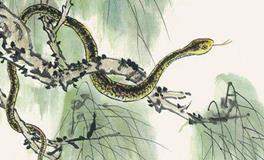 属蛇2020年运势及运程 属蛇人2020年全年每月运势