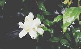 属鸡天蝎座男生性格