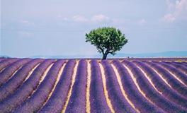 生肖马2018年9月桃花运如何