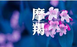 摩羯女在感情中的需求