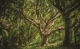 梦见自己拉了好多便便