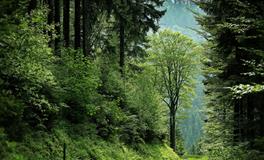 女人梦见大便冲不下去