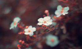 属猪的幸运植物是什么