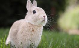 生肖兔的属相文化是什么