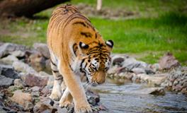 怀孕梦到白老虎