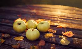 生肖猪的开运水果