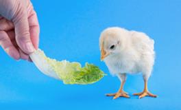 梦见和很多人一起吃饭