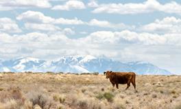 有关牛的成语文化