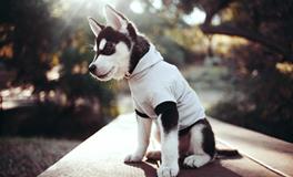 有关狗的成语文化