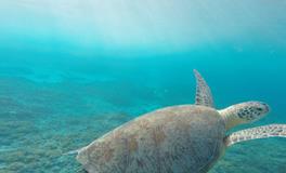 梦见鱼下了好多小鱼