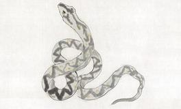 属蛇2020年运势及运程 属蛇的人2020年全年运势