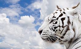 壬寅虎是什么意思