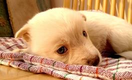 孕妇梦到牛是什么意思