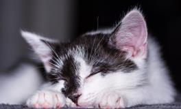 孕妇梦见驴是什么意思