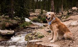 庚戌狗是什么意思