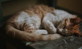 孕妇梦到别人晒麦子