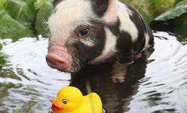 癸亥猪是什么意思