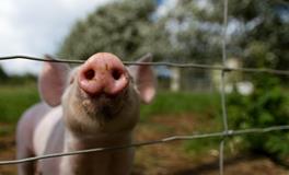 丁亥猪是什么意思