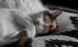 孕妇梦到自己抓大鱼